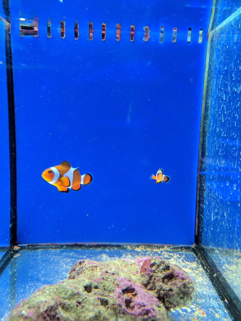 Fish City Aquarium - Fish Tank Filter | Aquarium Store Sydney | pet store | 10/109-127 Batt St, Jamisontown NSW 2750, Australia | 0247220000 OR +61 2 4722 0000