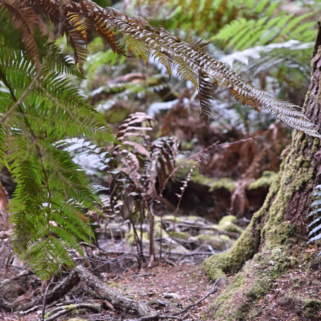 Rainforest Walk | Weldborough Pass, Weldborough TAS 7264, Australia