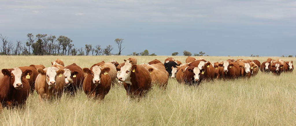 Billa Park Simmentals | 2640 Dulacca S Rd, Dulacca QLD 4424, Australia | Phone: 0427 274 410