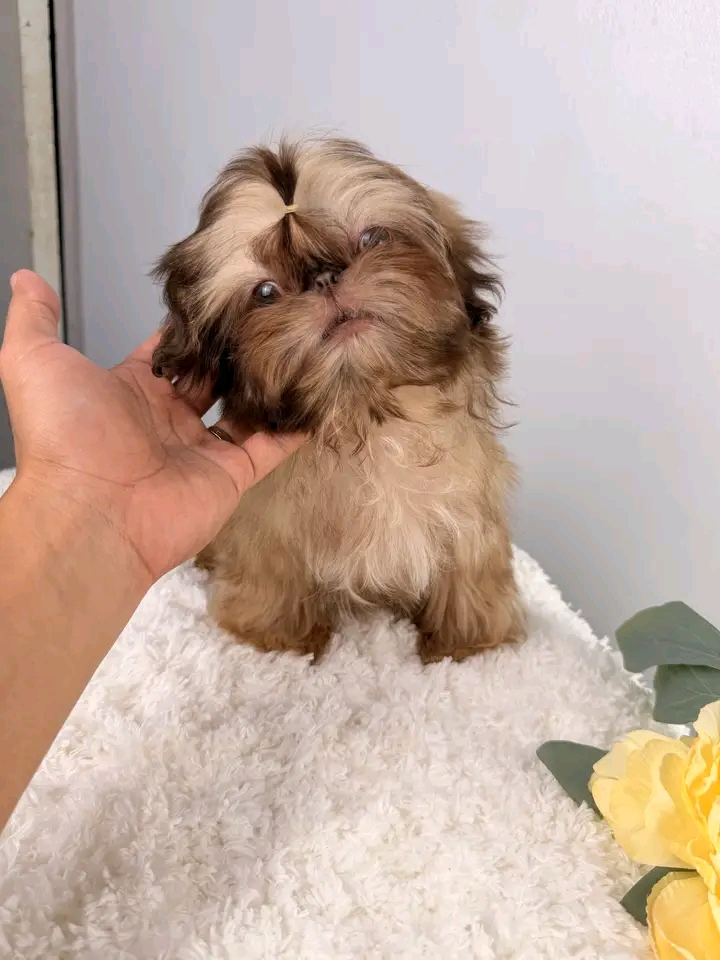 POLINAS SHIHTZU PUPPIES FOR REHOMING | St Georges Terrace, St George QLD 4487, Australia | Phone: (570) 597-3342