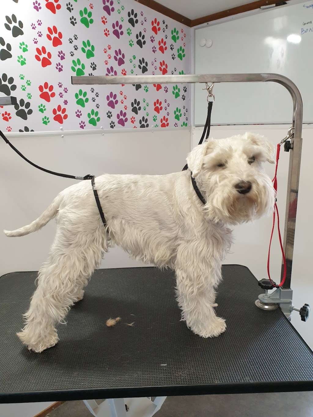 Toes N Paws Dog Grooming Service | point of interest | 9 Nowell Ct, Roxburgh Park VIC 3064, Australia | 0422115658 OR +61 422 115 658