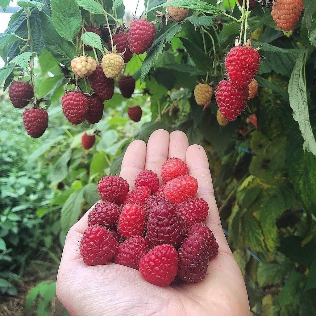 Valla berries Pyt LTD | 95 Buxton Ave, Buxton NSW 2571, Australia | Phone: (02) 5550 4321