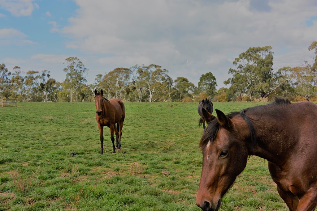 Central West Equine | 960 Cadia Rd, Springside NSW 2800, Australia | Phone: (02) 6365 4363