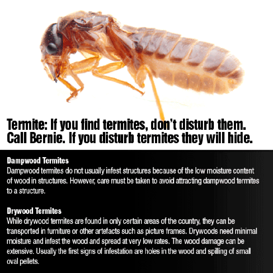 Bernies Pest Control - Ant & Termite Control | home goods store | 24 Auk Ave, Burleigh Waters QLD 4220, Australia | 0416275346 OR +61 416 275 346