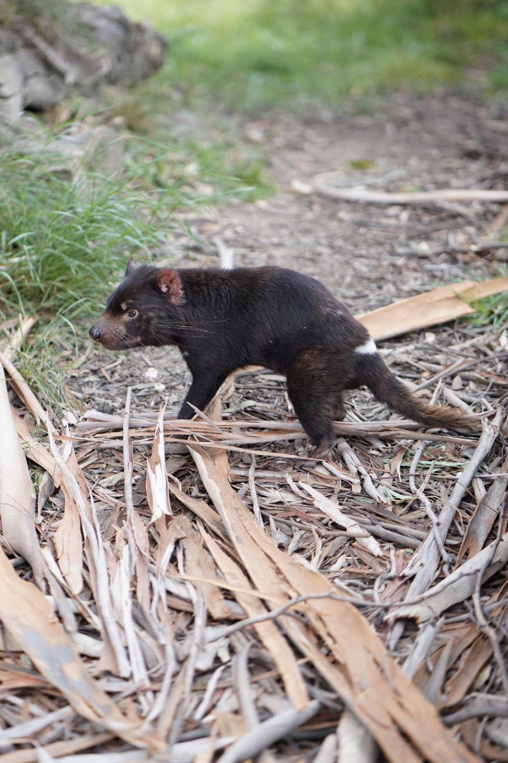 Tasmanian Devil Unzoo | zoo | 5990 Arthur Hwy, Taranna TAS 7180, Australia | 1800641641 OR +61 1800 641 641