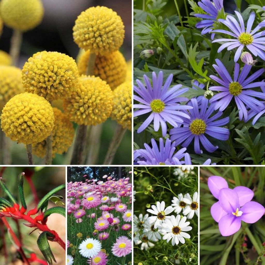 Shop Seeds | Cobbitty Rd, Cobbitty NSW 2570, Australia | Phone: 0493 794 786