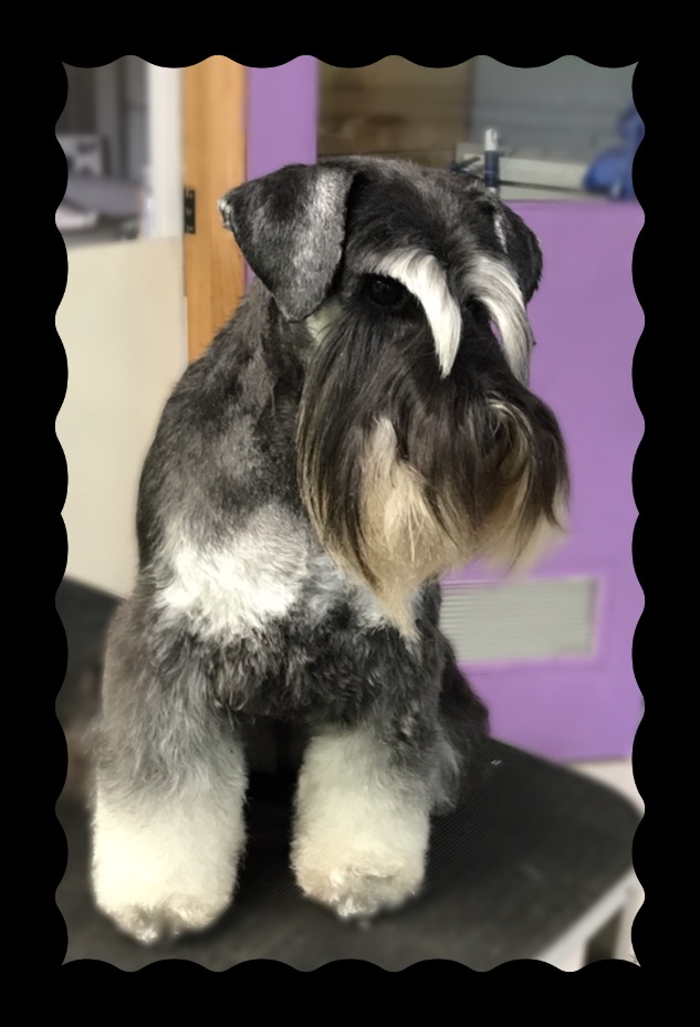 Country Canines Grooming & Clipping Salon | 29 Estelle Rd, Currumbin Valley QLD 4223, Australia | Phone: (07) 5533 0016