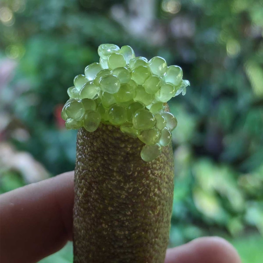 Naturally Native | 10 Noble Rd, Blue Knob NSW 2480, Australia | Phone: (02) 5500 1627