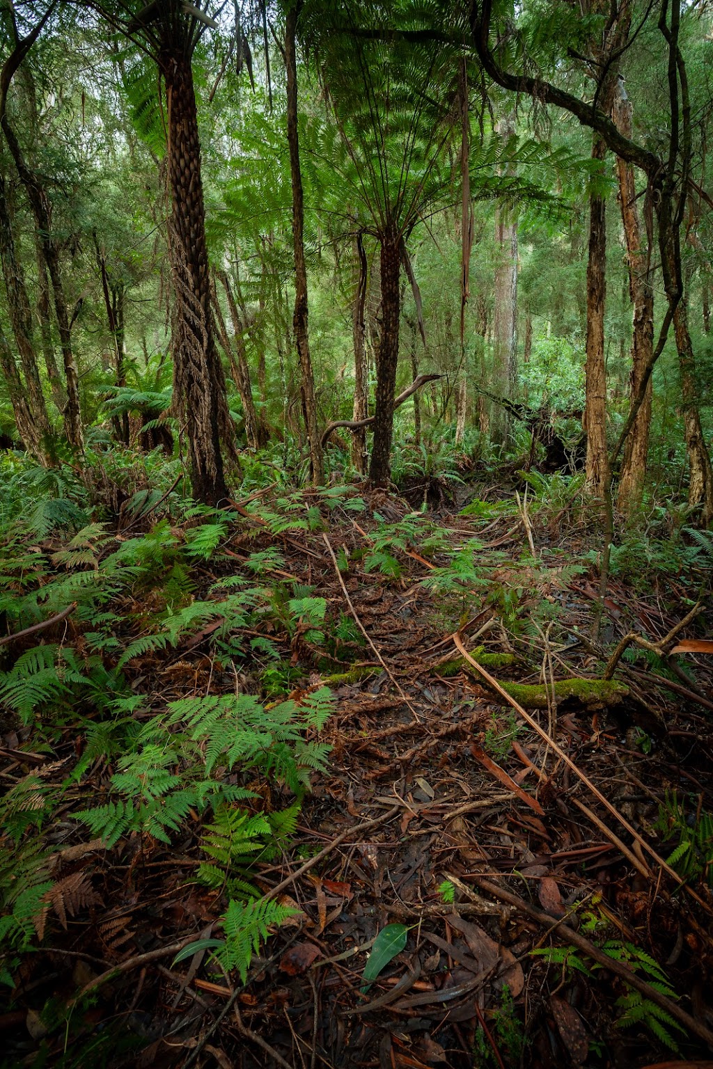 Wombats Den | 365 Gembrook-Tonimbuk Rd, Gembrook VIC 3783, Australia | Phone: 0409 004 323