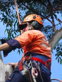 A-Local Tree Service |  | 5 Oxford St, Joyner QLD 4500, Australia | 0403599881 OR +61 403 599 881