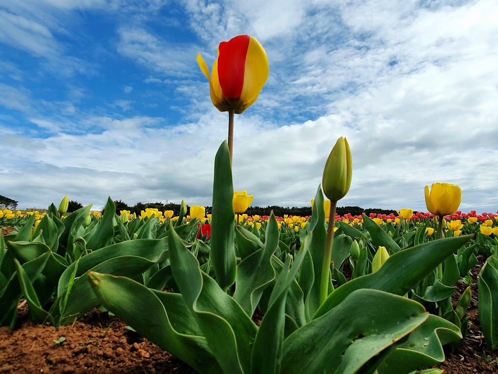 Table Cape Tulip Farm |  | 363 Table Cape Rd, Table Cape TAS 7325, Australia | 0364422012 OR +61 3 6442 2012