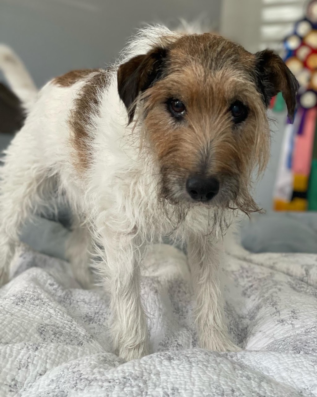 Rainbow Bridge - In-Home Pet Euthanasia | 10 S Beach Rd, Somers VIC 3927, Australia | Phone: 0499 315 689