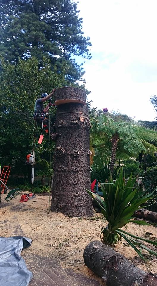 JC Tree Management - Arborist & Tree Services | 84 Excelsior Ave, Castle Hill NSW 2154, Australia | Phone: 0405 469 358