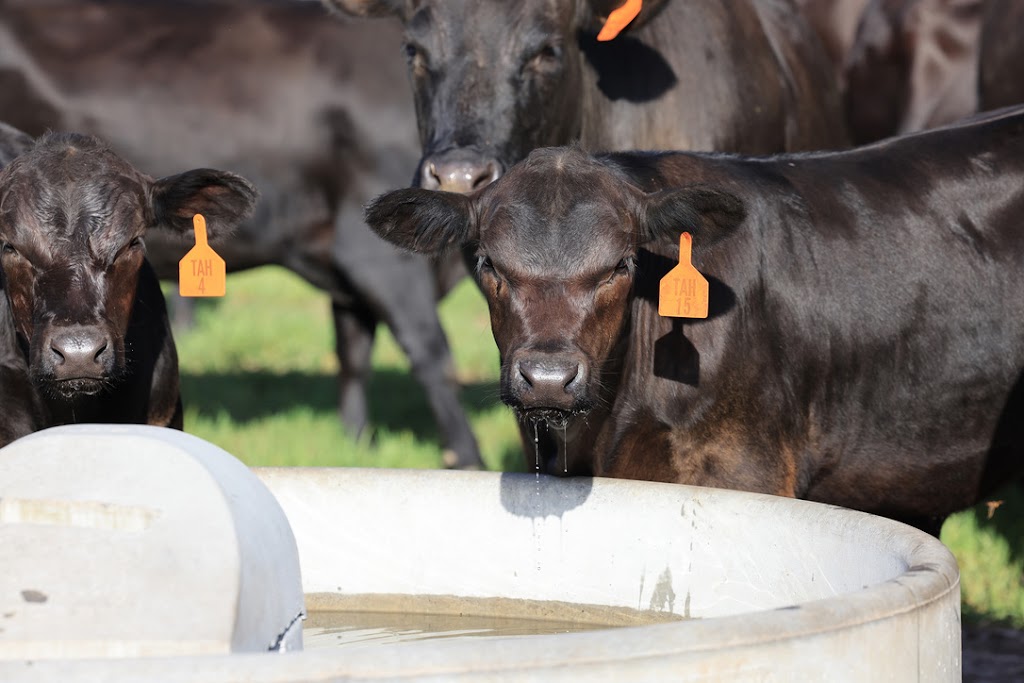 Tallawalla | 172 Hanleys Creek Rd, Tabbil Creek NSW 2420, Australia | Phone: 0419 545 670