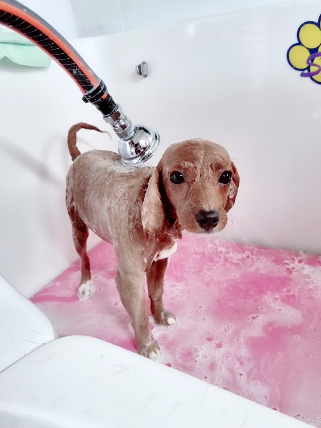 Furr Babies Pet Wash & Grooming | 209 Swanport Rd, Murray Bridge SA 5253, Australia | Phone: 0423 700 723