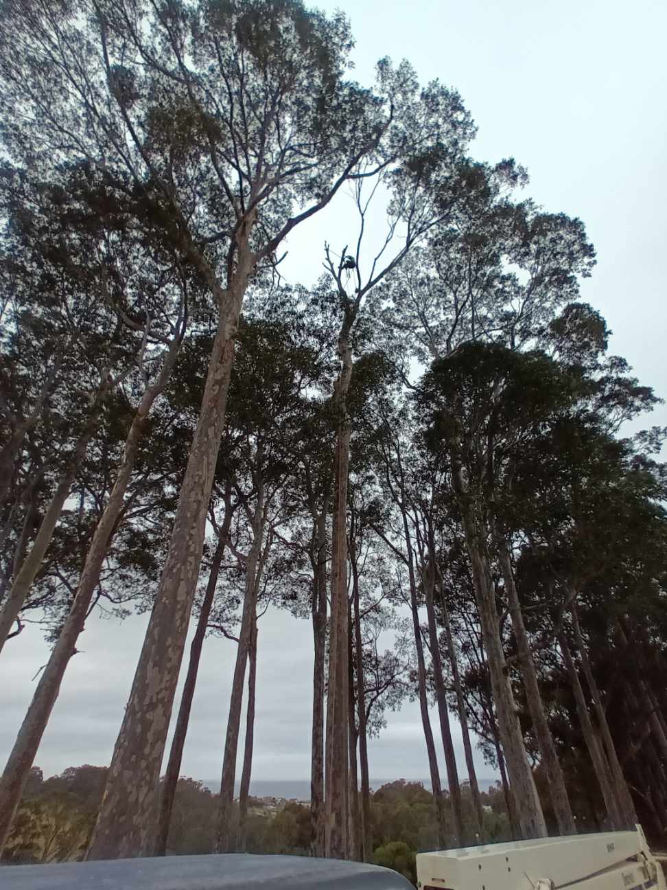 Richard Barnes Tree Services | 766 Wagonga Scenic Dr, Narooma NSW 2546, Australia | Phone: 0477 257 760