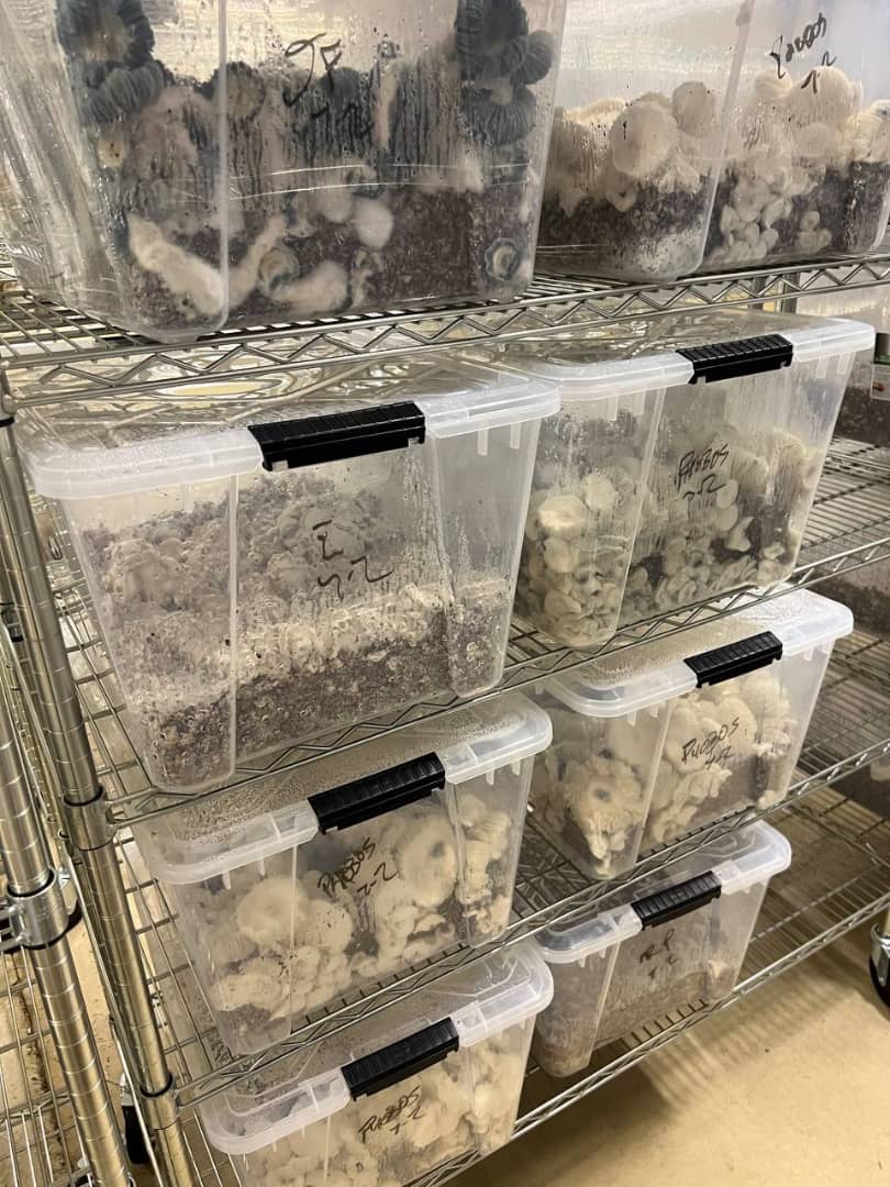 Anthony mushrooms center | Victoria St, Kerang VIC 3579, Australia | Phone: 0430 793 790