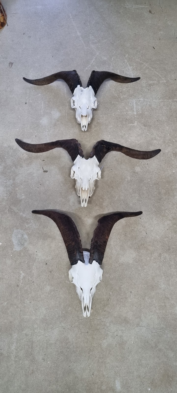 Riverleigh Taxidermy | 6706 National Highway 15, Aratula QLD 4309, Australia | Phone: (07) 5463 8512