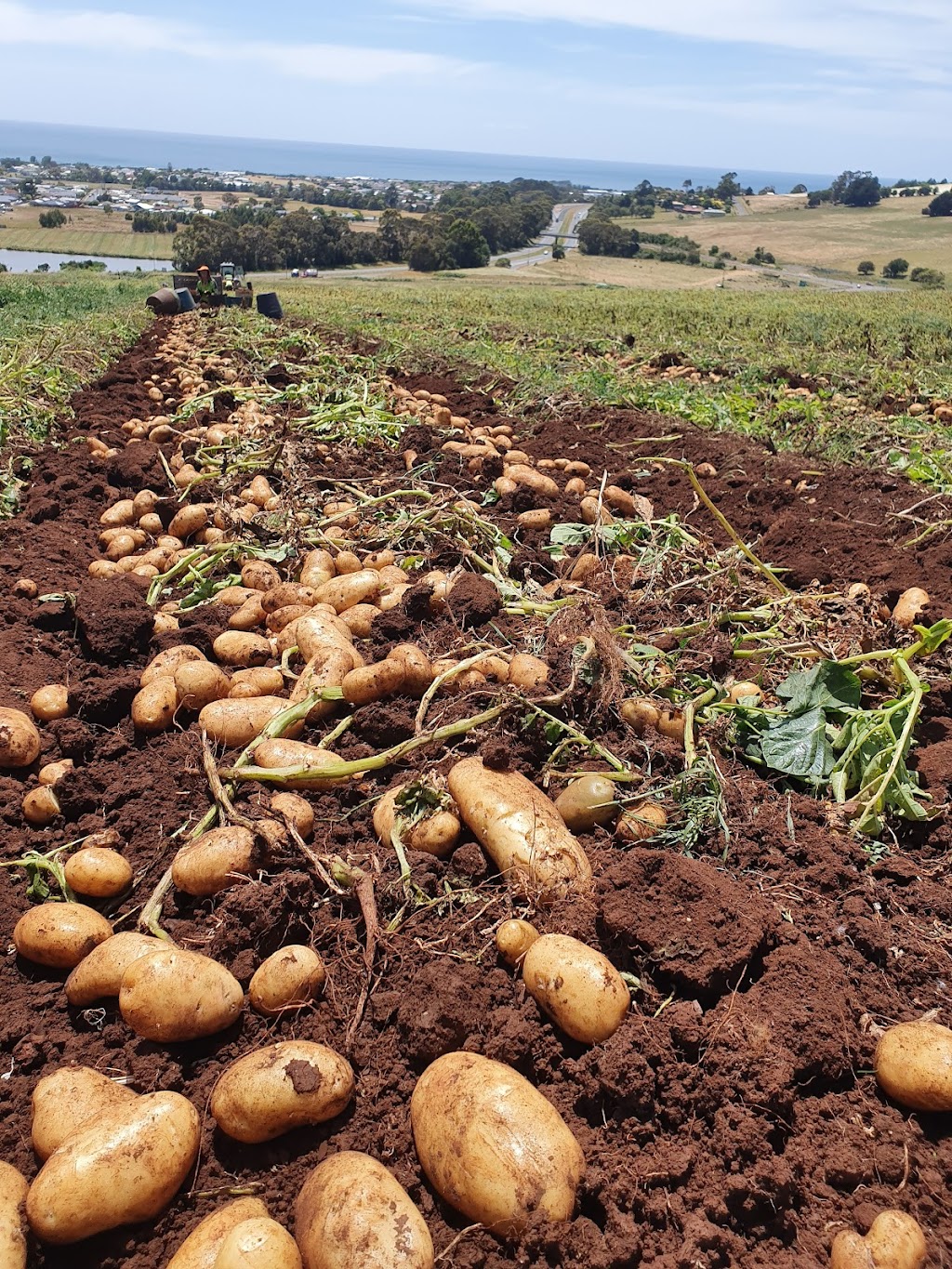 Yum Tasmanian | storage | Tascot Templeton, 23-61 Tarleton St, East Devonport TAS 7310, Australia | 0363736270 OR +61 3 6373 6270