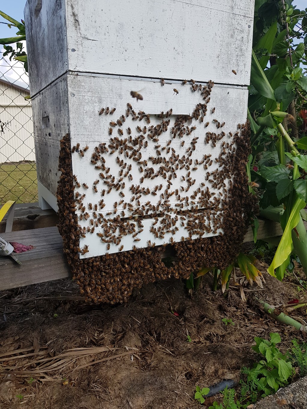 Scotts Free Range Bees |  | 25 Mill Reserve, Tully QLD 4854, Australia | 0429619474 OR +61 429 619 474