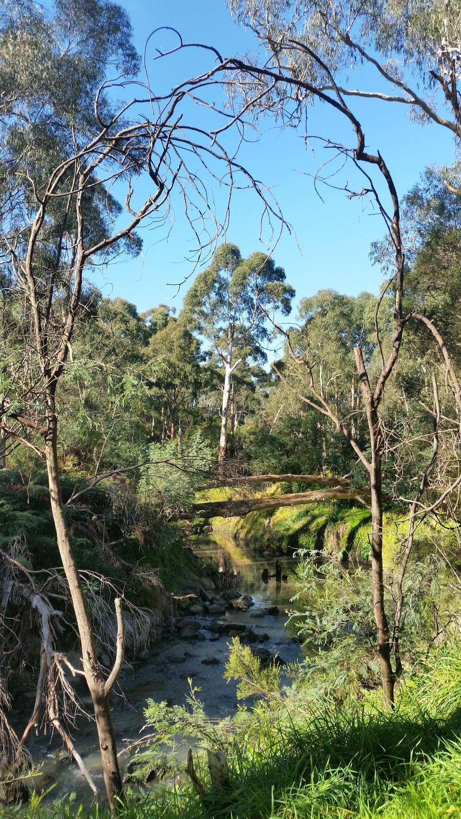 Currawong Bush Park | park | Reynolds Rd, Doncaster East VIC 3109, Australia