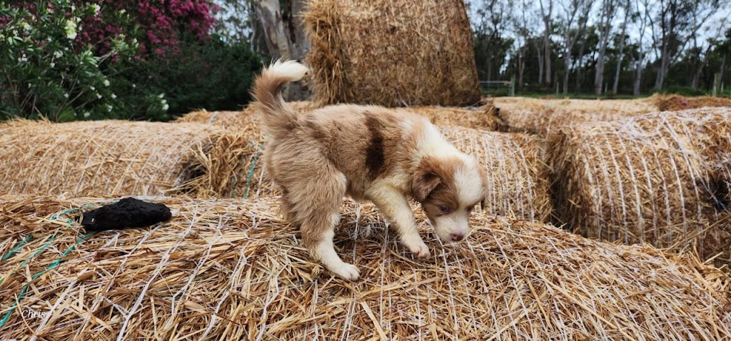 Mona Cottage | 14-18 Mona Rd, Woongarrah NSW 2259, Australia | Phone: 0436 360 834