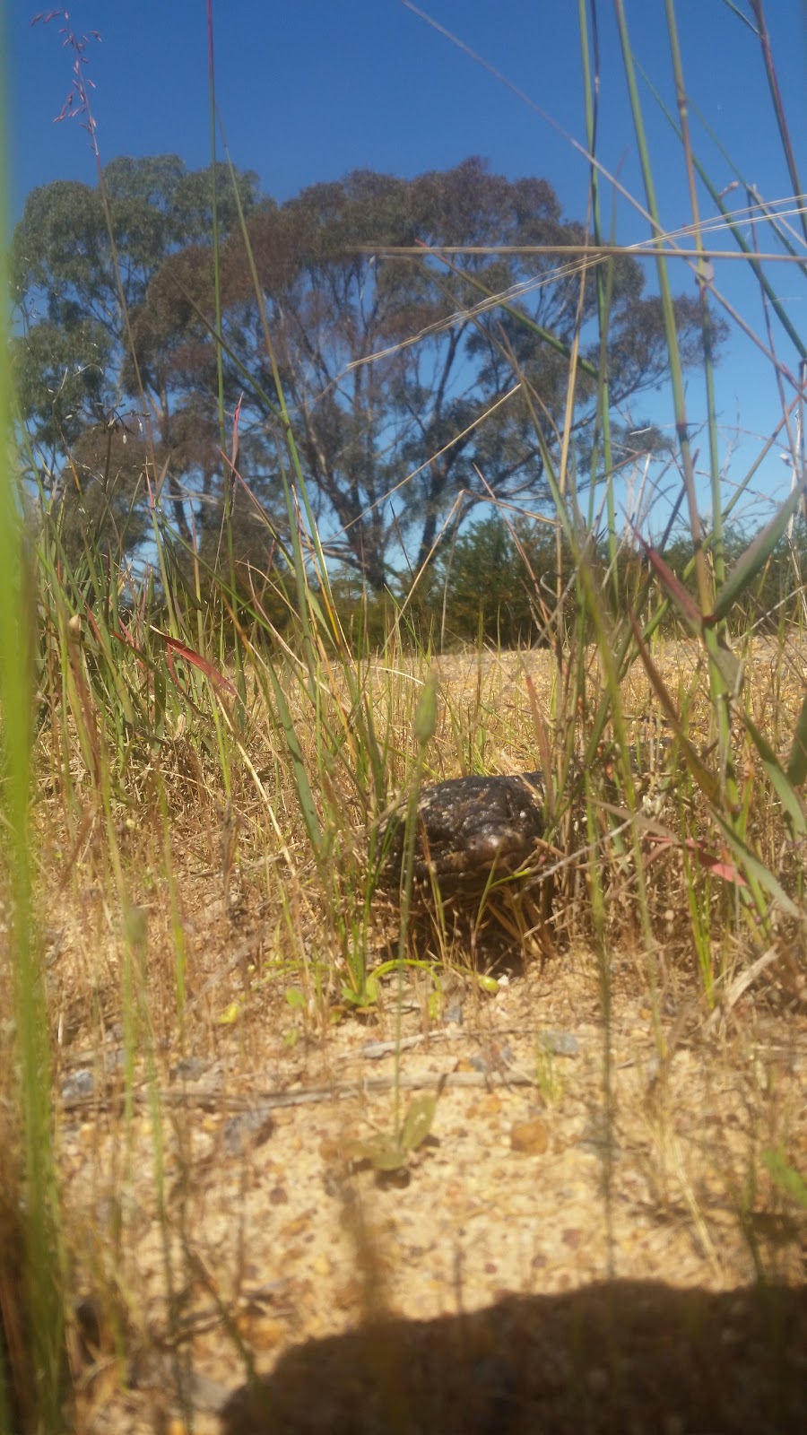 Illawarra Nature Conservation Reserve | Victoria, Australia