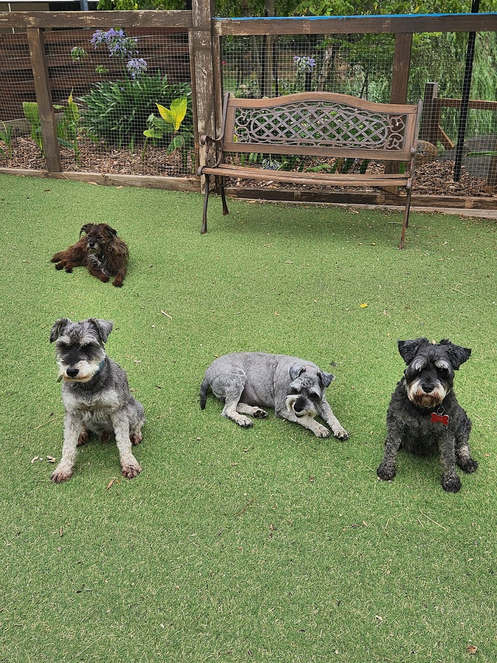 Pawsforabreak | 618 Kline St, Canadian VIC 3350, Australia | Phone: 0409 457 545