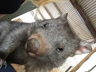 Kangaloola Wildlife Shelter | park | Willow Tree Rd, Stanley VIC 3747, Australia | 0407412750 OR +61 407 412 750