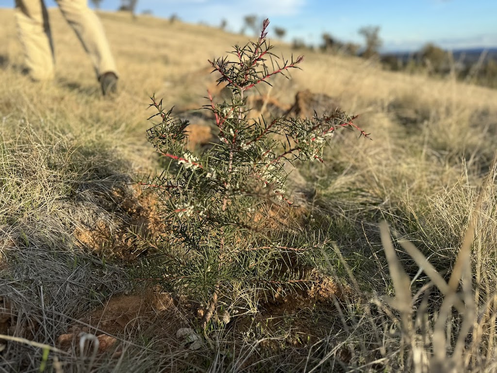 Land Life | Social Foundry Building, 86 Mollison St, Kyneton VIC 3444, Australia | Phone: 0428 298 582