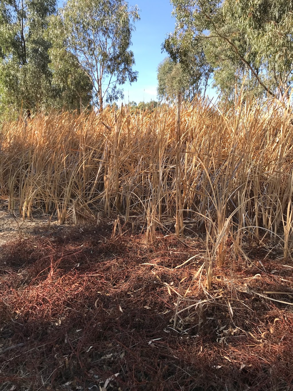 Kinnairds Wetland | park | Numurkah VIC 3636, Australia