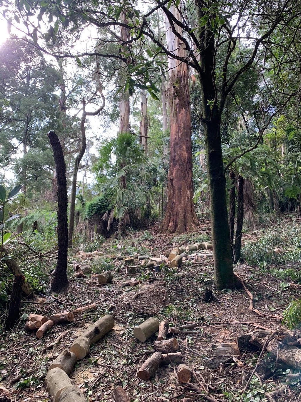 Trusted Tree Services | 50 Ferguson St, Upwey VIC 3158, Australia | Phone: 0414 461 615