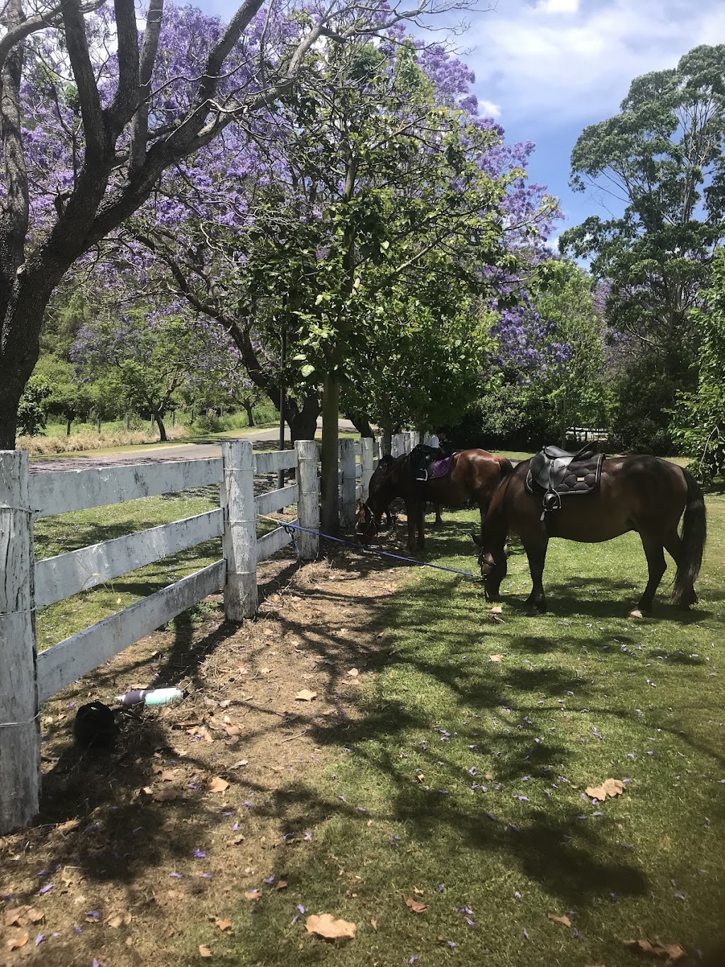 Jolly Jacaranda | lodging | 17 Colvin Rd, Canungra QLD 4275, Australia | 0403685505 OR +61 403 685 505