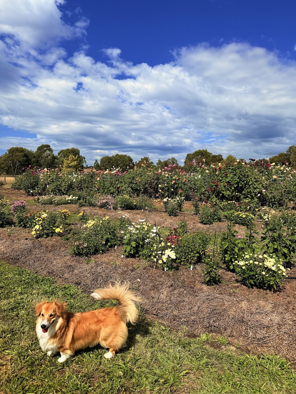 The Patch @ Spencer’s Gully | 714 Yetman Rd, Inverell NSW 2360, Australia | Phone: 0448 221 250