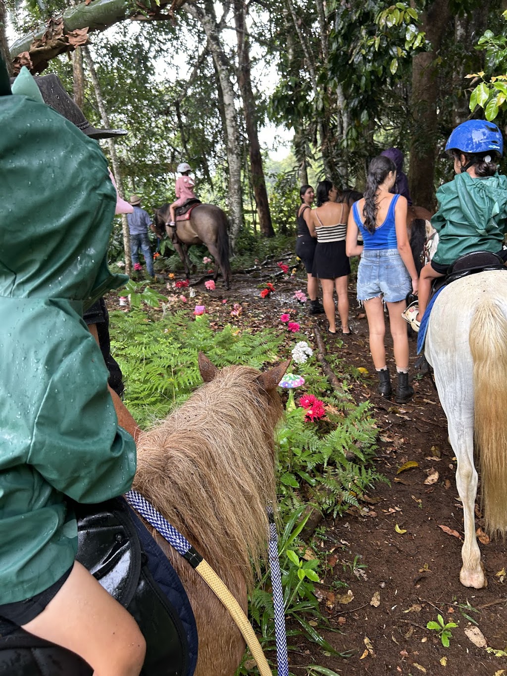 Hinterland Horses Byron Bay | 22 Blackbean Ln, Federal NSW 2481, Australia | Phone: 0407 813 321
