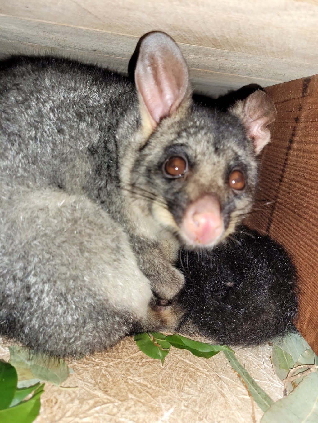 Possum Removal Central Coast - Possum Ranger | 73 Eloora Rd, Long Jetty NSW 2261, Australia | Phone: 0406 201 996