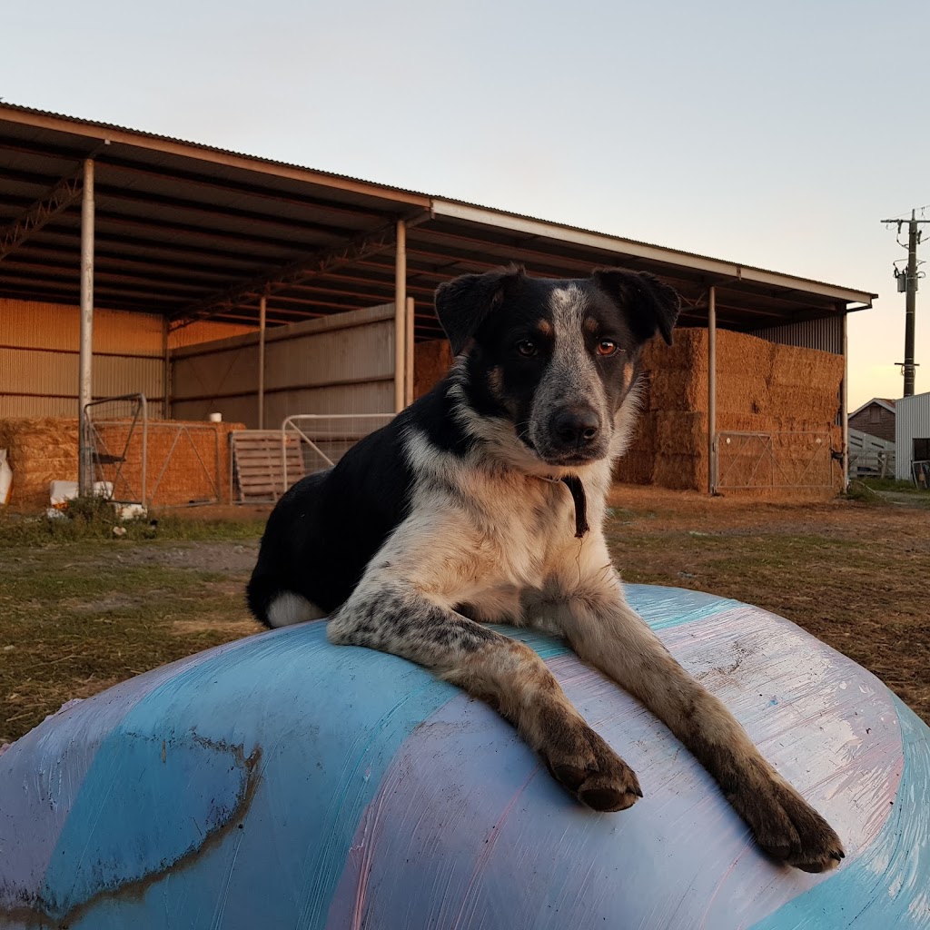 Derryvale Dairy | 360 Bena-Kongwak Rd, Bena VIC 3946, Australia | Phone: 0412 416 445