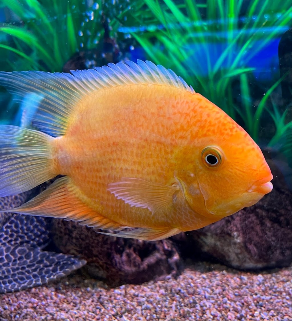 Fish City Aquarium - Fish Tank Filter | Aquarium Store Sydney | 10/109-127 Batt St, Jamisontown NSW 2750, Australia | Phone: (02) 4722 0000
