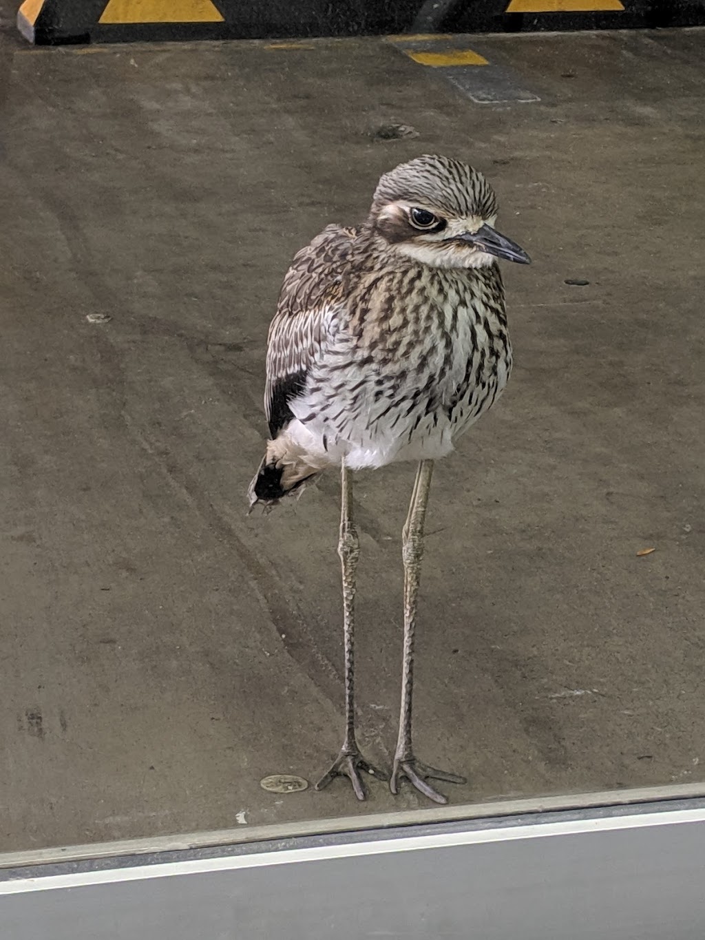 Jetts Greenslopes | Greenslopes Mall, b3/700 Logan Rd, Greenslopes QLD 4120, Australia | Phone: (07) 3847 2450