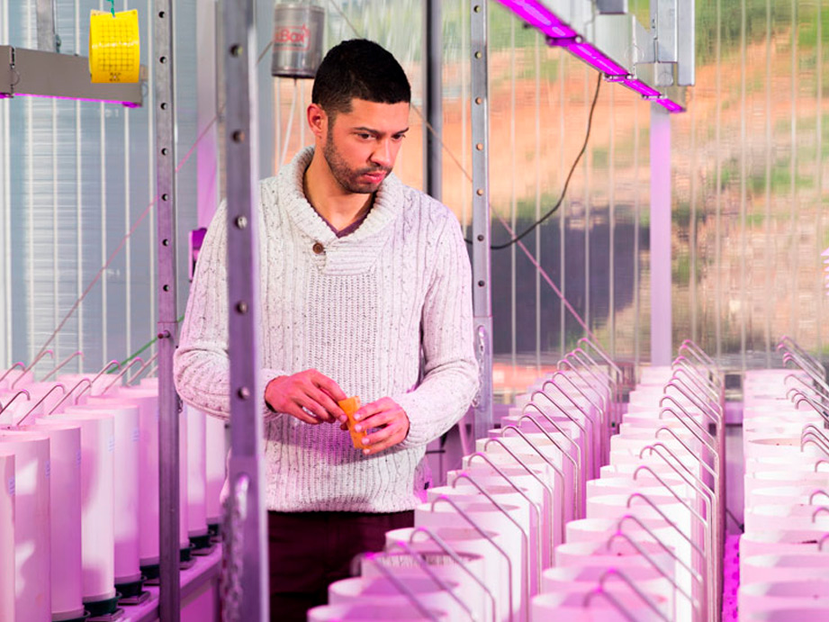 Australian Plant Phenomics Facility | University of Adelaide - Waite Campus Building WT, 40 Hartley Grove, Urrbrae SA 5064, Australia | Phone: (08) 8313 0159