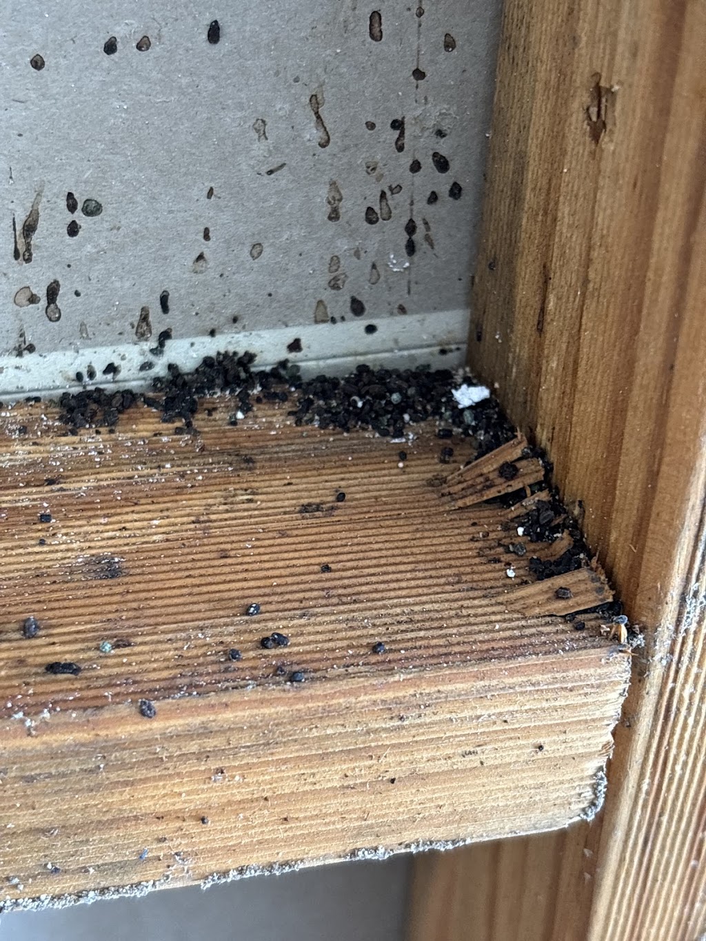 Clearzone Pest Management | 45 Fodora Pl, Burpengary East QLD 4505, Australia | Phone: 0413 521 610