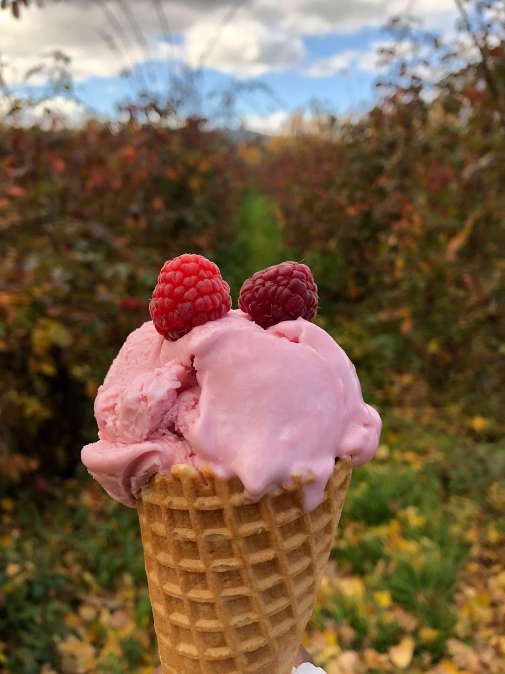 Westerway Raspberry Farm | store | 1488 Gordon River Rd, Westerway TAS 7140, Australia | 0447010701 OR +61 447 010 701