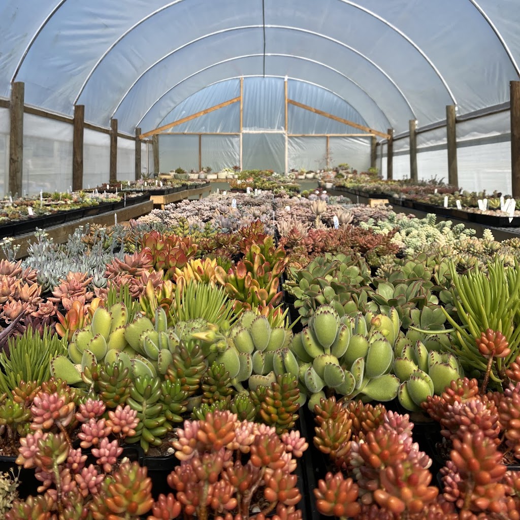 East Gippsland Succulents | Colquhoun Rd, Lakes Entrance VIC 3909, Australia | Phone: 0418 715 748