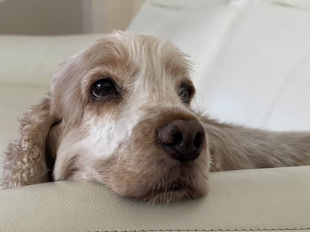 Animal Dermatology Specialist – Gold Coast South (Carrara) | Veterinary Specialist Services - Carrara, 104 Eastlake St, Carrara QLD 4211, Australia | Phone: 0402 237 237