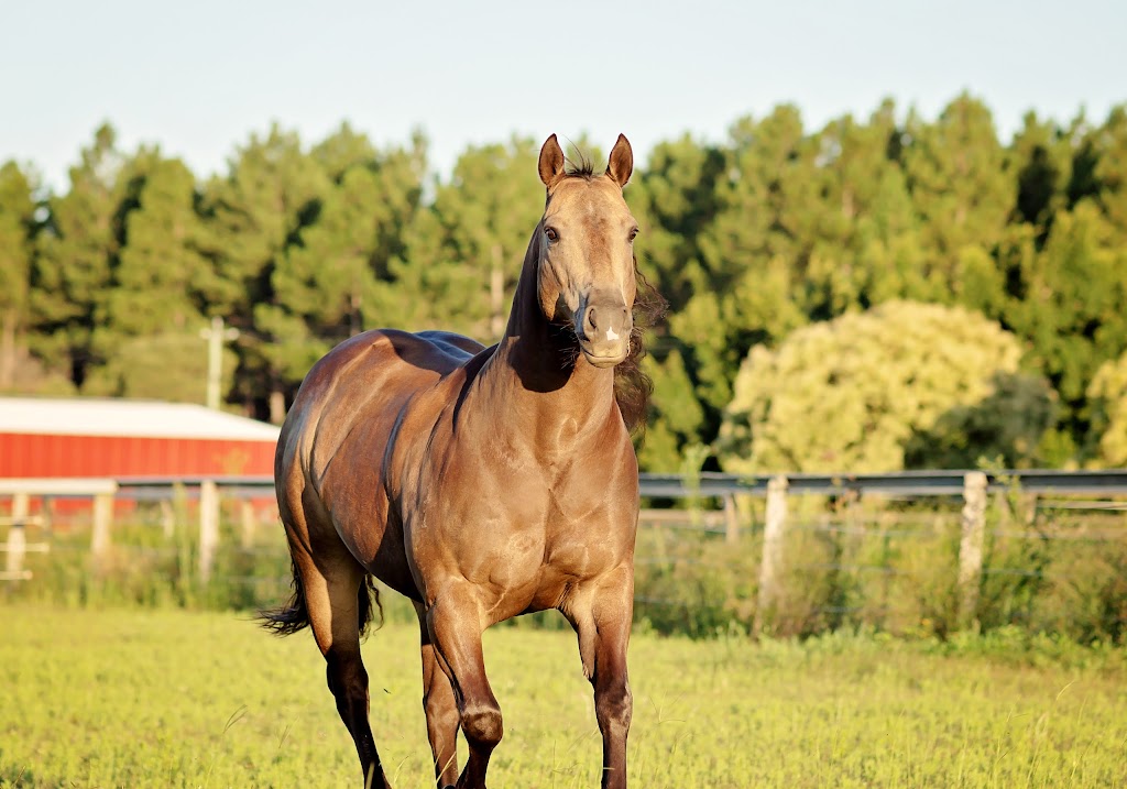 Sam Goodwin Portraits | Elimbah QLD 4516, Australia | Phone: 0409 476 043