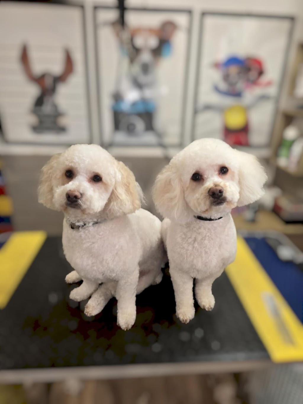 Dog Grooming by Inese | Maldon-Newstead Rd, Welshmans Reef VIC 3462, Australia | Phone: 0423 009 822