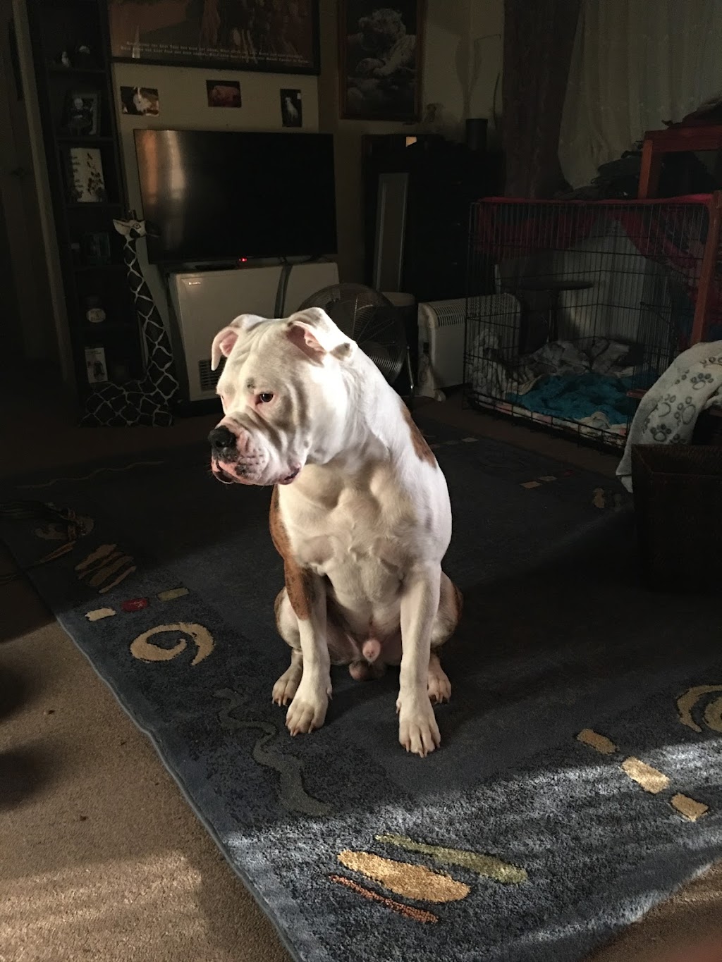 Jims Dog Wash California Gully | 22 Pearce St, California Gully VIC 3556, Australia | Phone: 0483 092 411