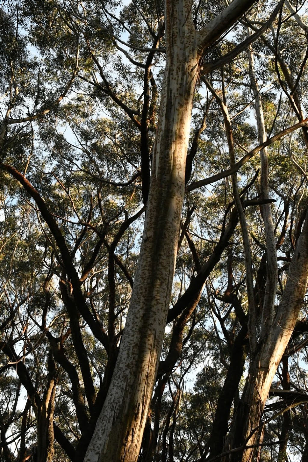 Budawang National Park | New South Wales, Australia