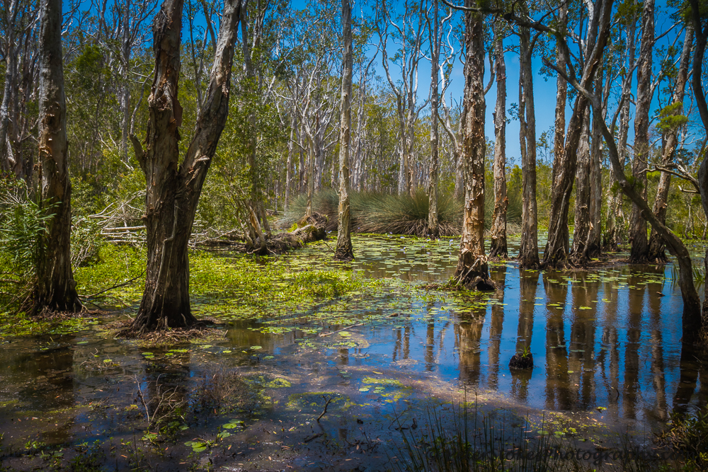 Boorganna Nature Reserve | park | Innes View Road, Comboyne NSW 2429, Australia | 0265885555 OR +61 2 6588 5555