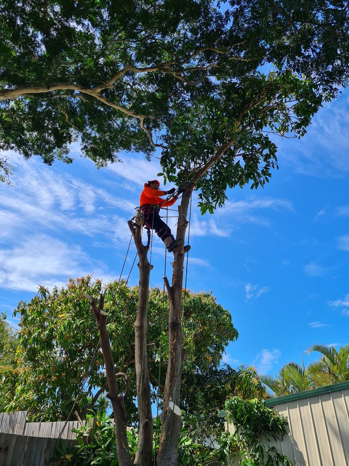 Macs Tree Lopping |  | 275 Callaghan Rd, Narangba QLD 4504, Australia | 0408884694 OR +61 408 884 694